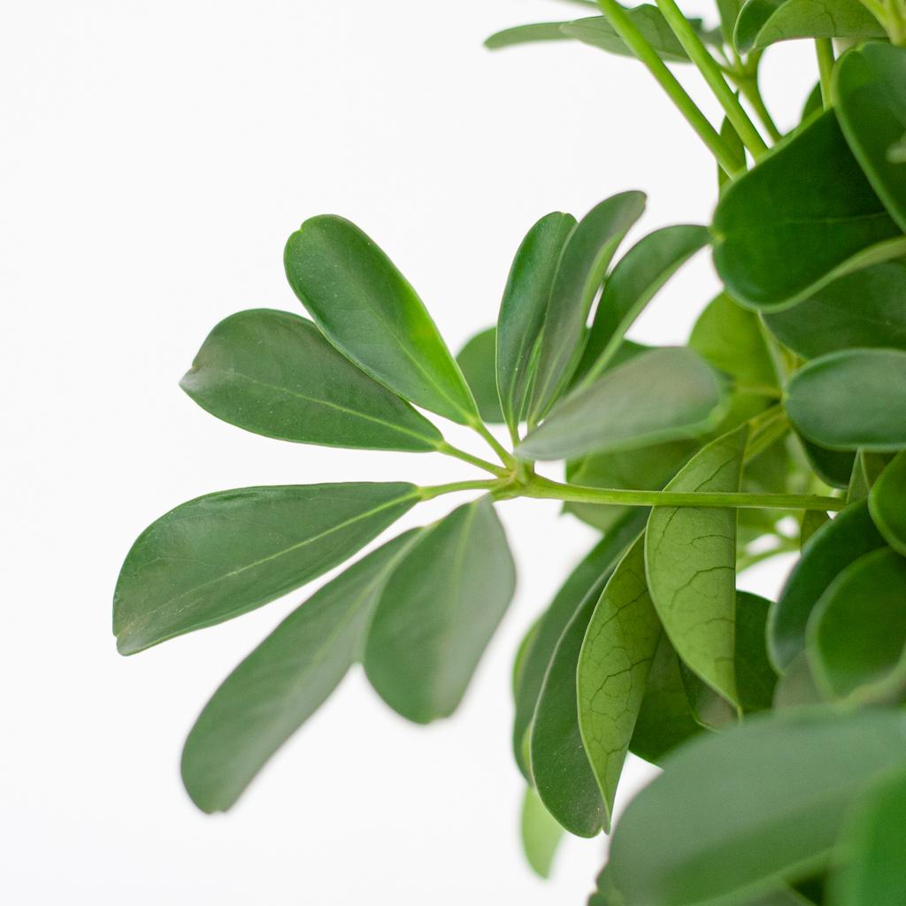 Schefflera Nora mit Jute-Korb Lissabon – 70 cm – Pflanzfix24.de - Pflanzfix24.de