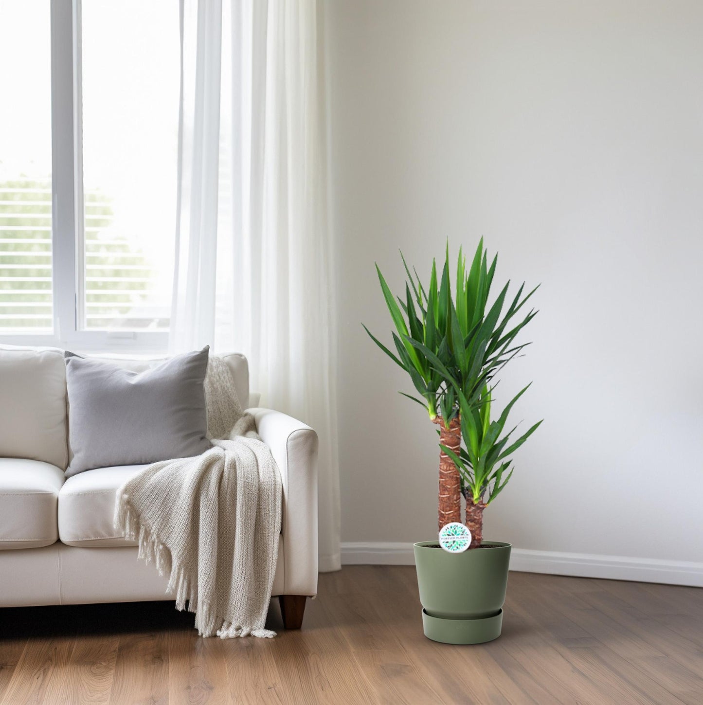 Yucca Pflanze Ø17cm – 80cm hoch | Pflanzfix24.de - Pflanzfix24.de