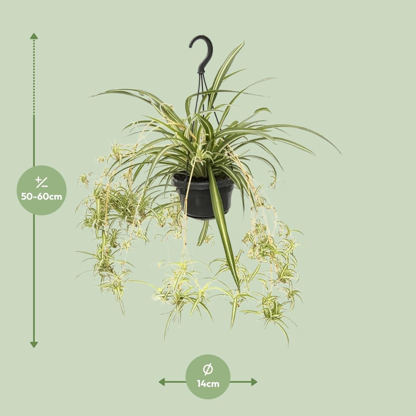 Chlorophytum Comosum Variegatum - Ø14cm - ↕55cm - Pflanzfix24.de - Pflanzfix24.de