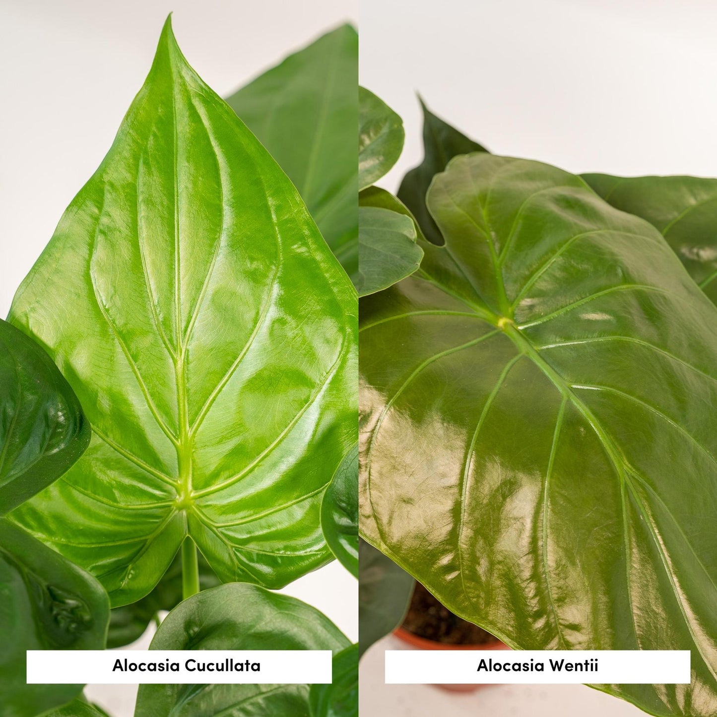 Alocasia Cucullata & Alocasia Wentii - Zimmerpflanzen-Set - Pflanzfix24.de - Pflanzfix24.de