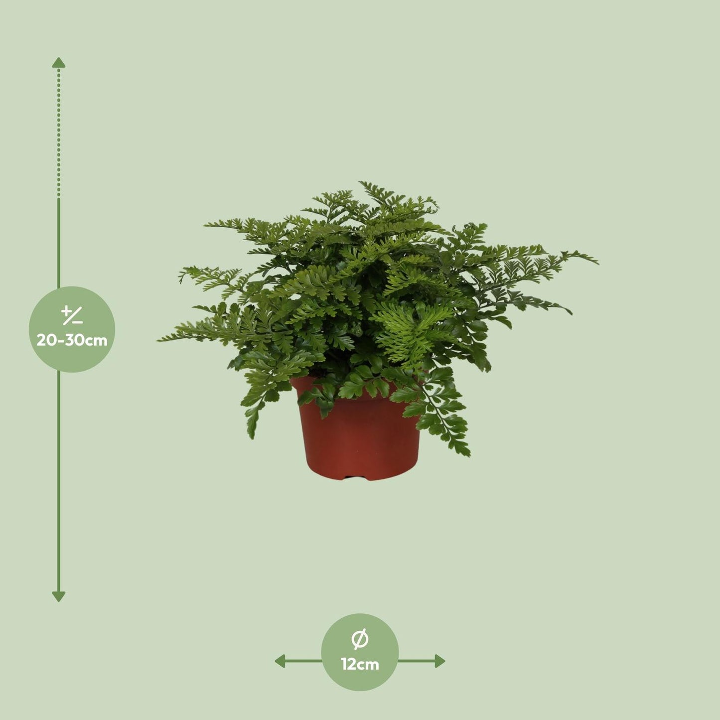Asplenium Parvati - Ø12cm - ↕25cm - Pflanzfix24.de - Pflanzfix24.de