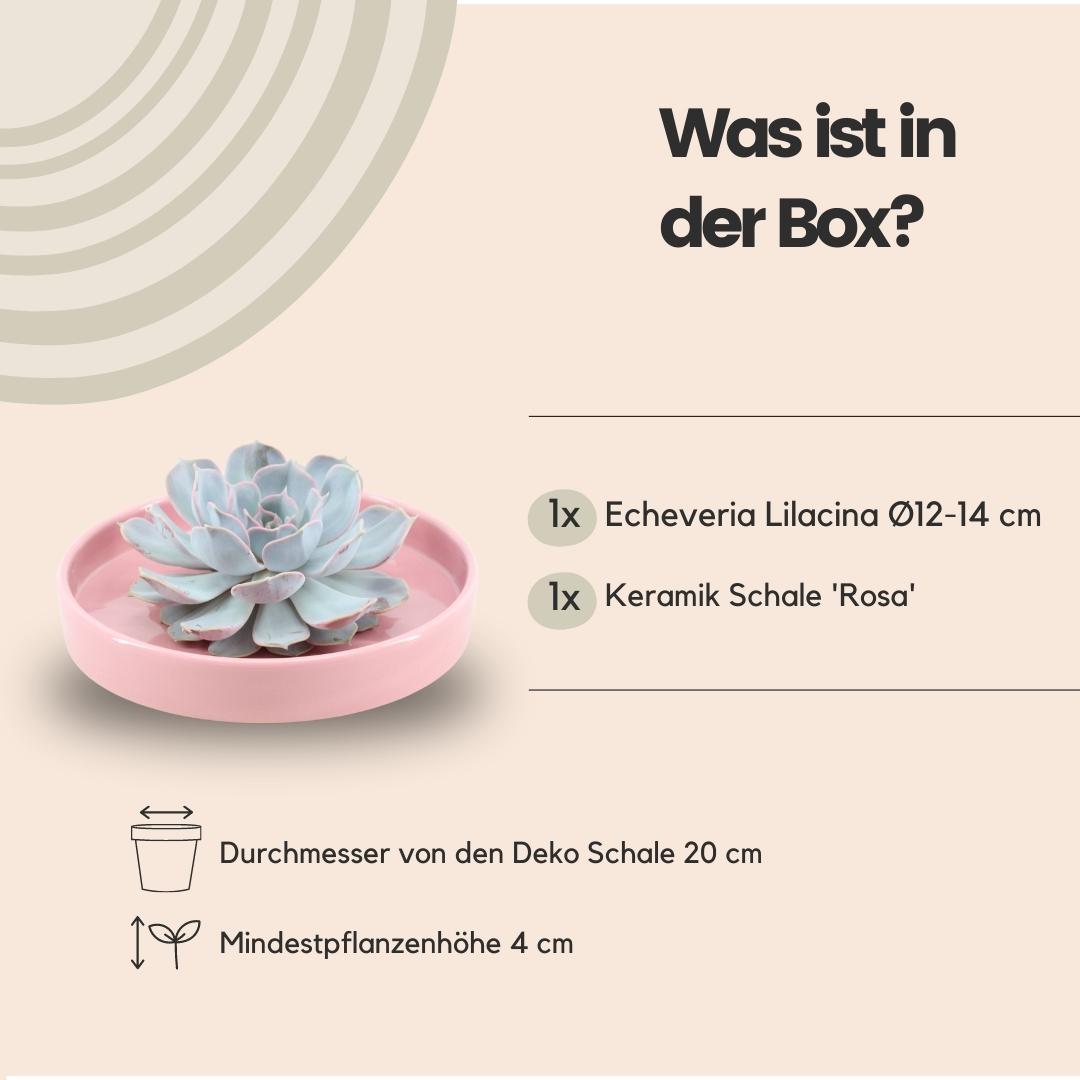 ROOTLESS Echeveria Lilacina in rosa Keramik | Pflanzfix24.de - Pflanzfix24.de