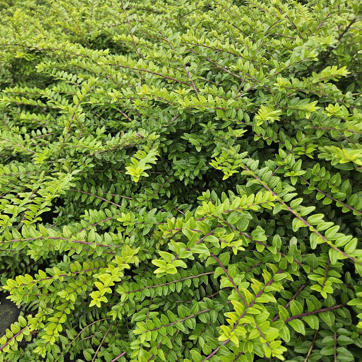 60x Lonicera maigrün – Heckenpflanze 10–25 cm – Pflanzfix24