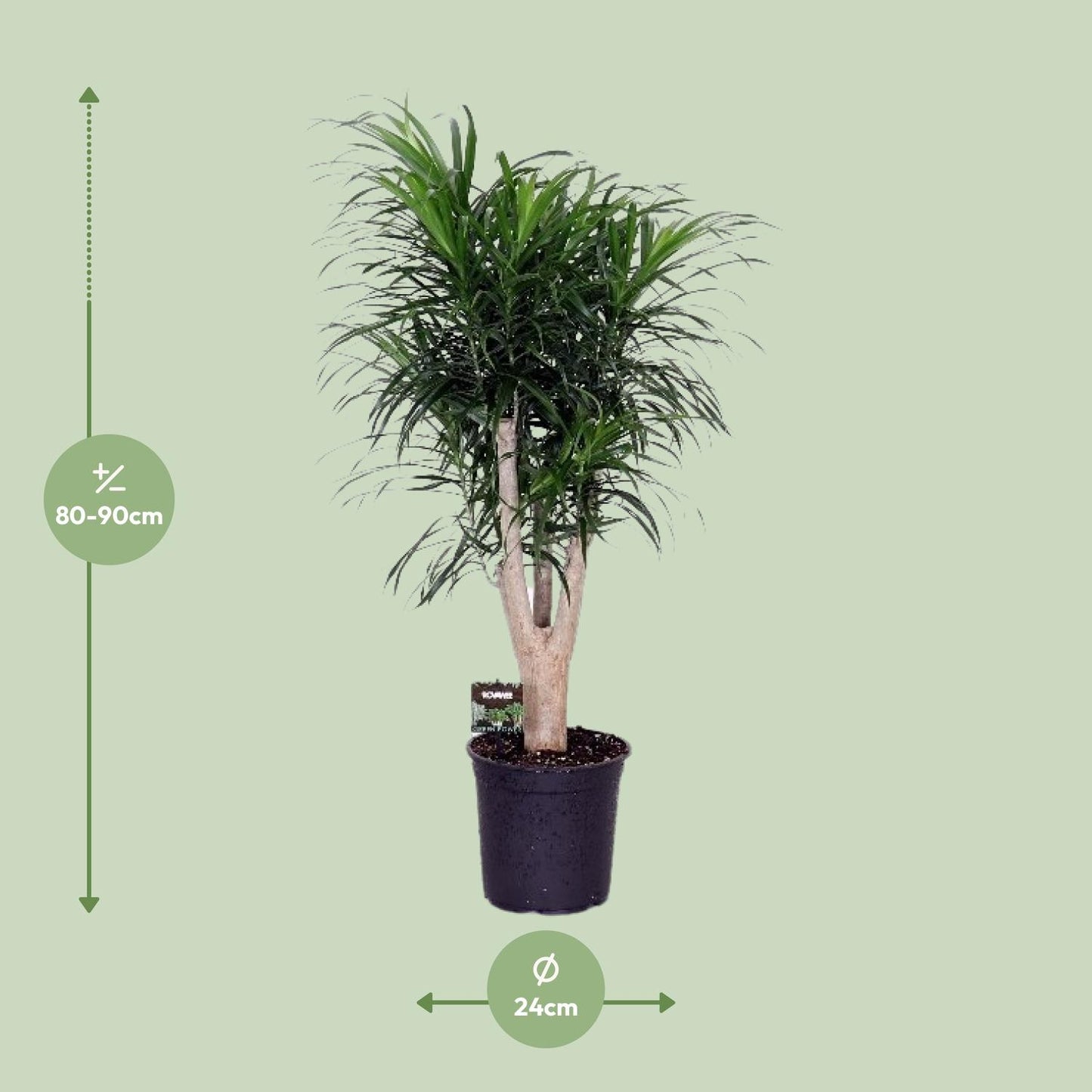Dracaena Refl. Anita - Ø24cm - ↕90cm - Pflanzfix24