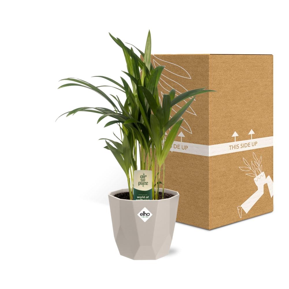Dypsis Lutescens Bambuspalme 12cm in ELHO b.for rock 14 cm warm grey - Pflanzfix24