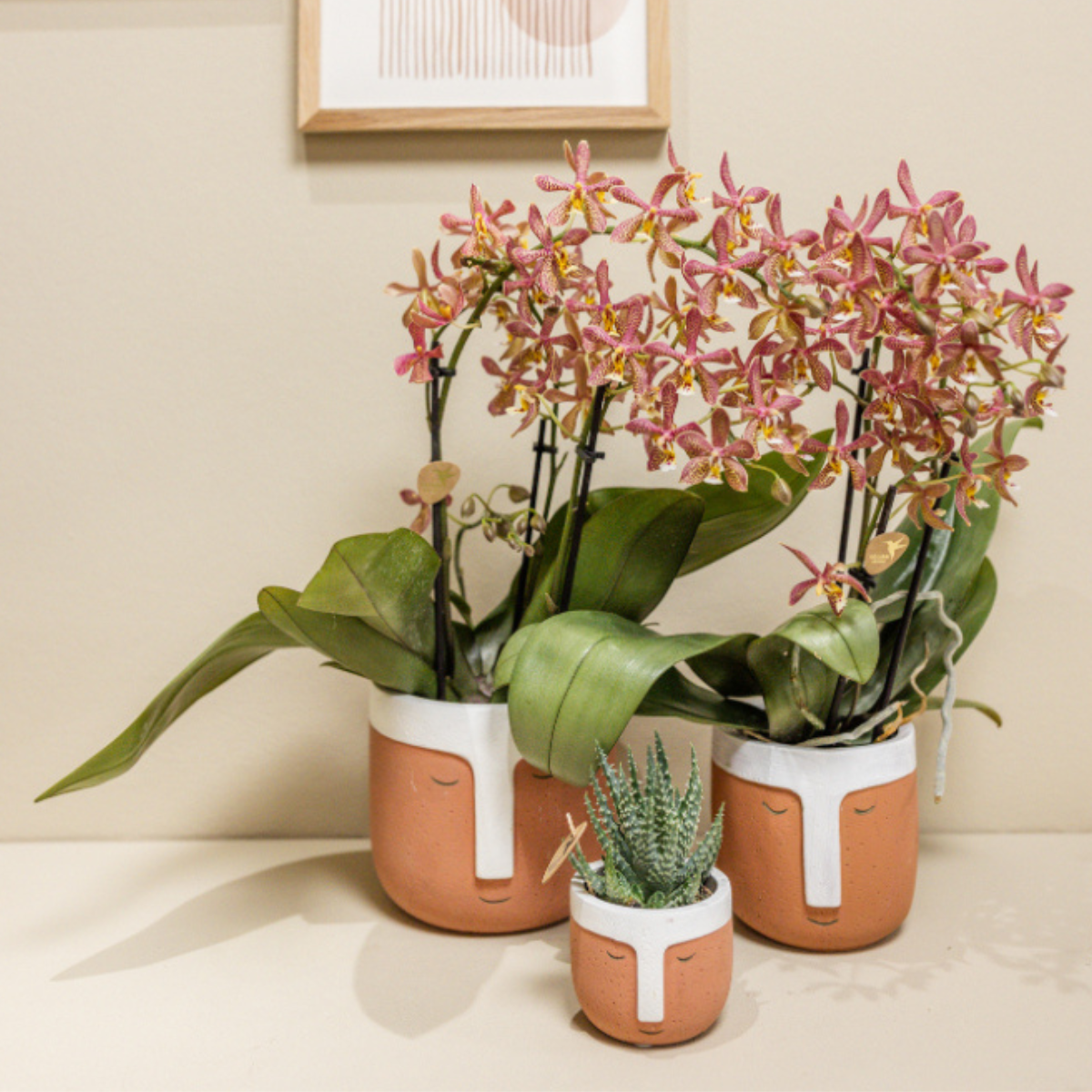 Spider Phalaenopsis Orchidee Orange Ø9cm | Pflanzfix24.de - Pflanzfix24.de