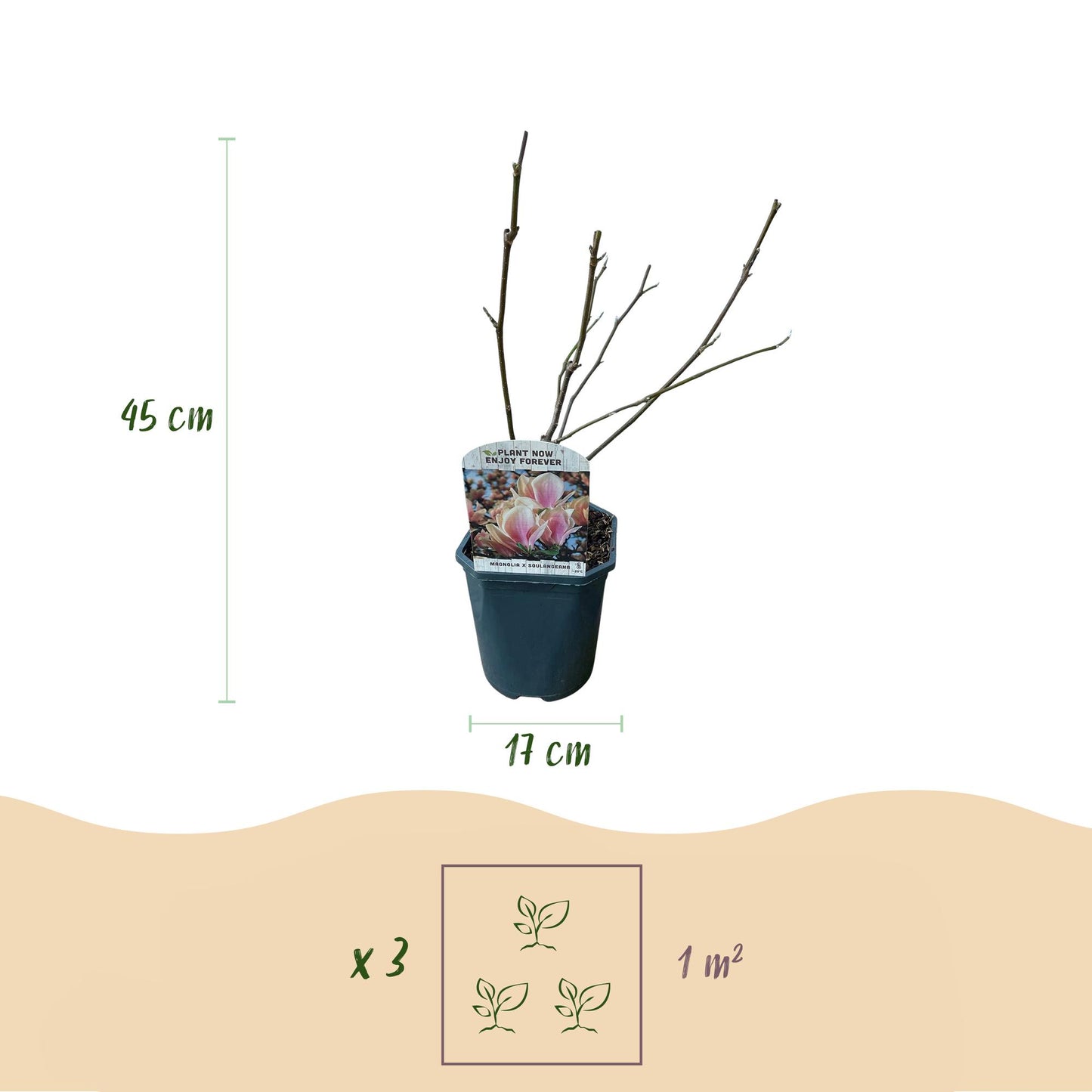 Pflanzfix24.de - Magnolia Soulangiana - Blüten Hellrosa - 1 Pflanze - Laubabwerfend - Topf 17cm - Pflanzfix24.de