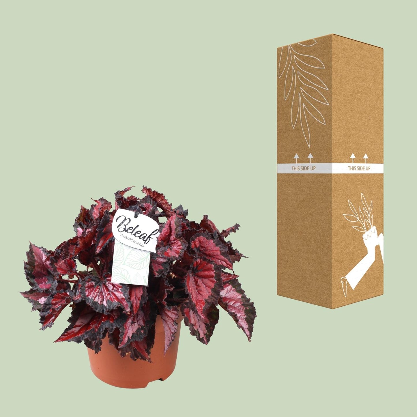Begonia Beleaf Inca Night - Ø17cm - ↕35cm - Pflanzfix24