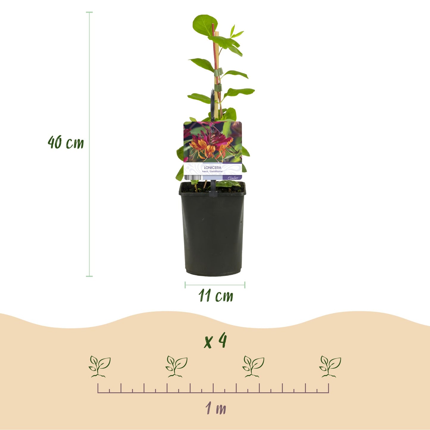 GreenboutiQ - Kletterpflanzen Rainbow - Clematis montana Rubens Hedera helix lonicera Goldflame Campsis madame Galen - Ganzjährig Farbe - 4 Pflanzen - Topf 11cm Höhe 40cm - Pflanzfix24.de