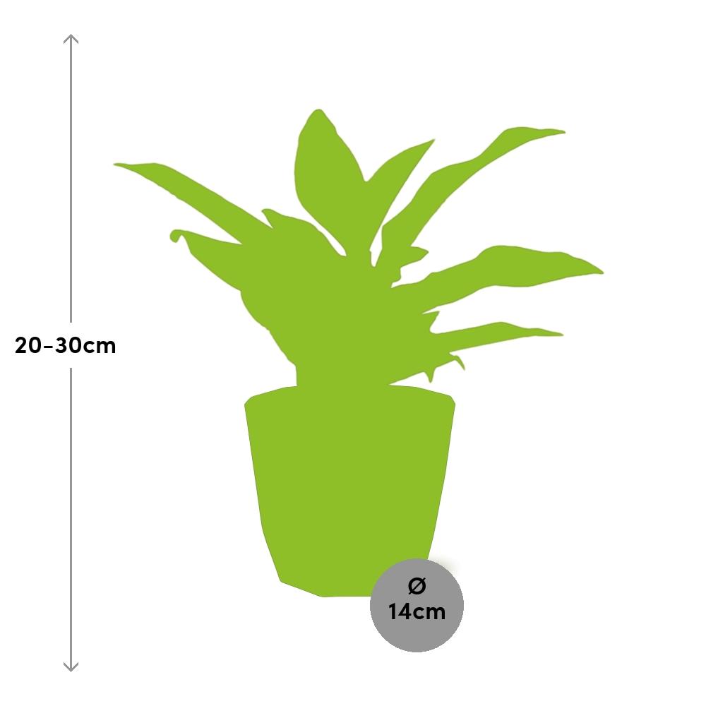 Aglaonema Crete in 14cm b.for rock living black - Pflanzfix24