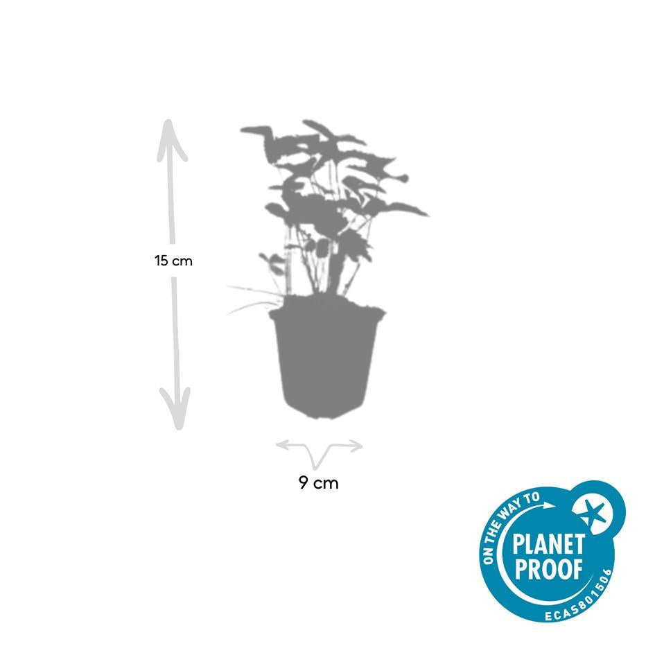 40x Fragaria vesca - ↕10-25cm - Ø9cm - Pflanzfix24