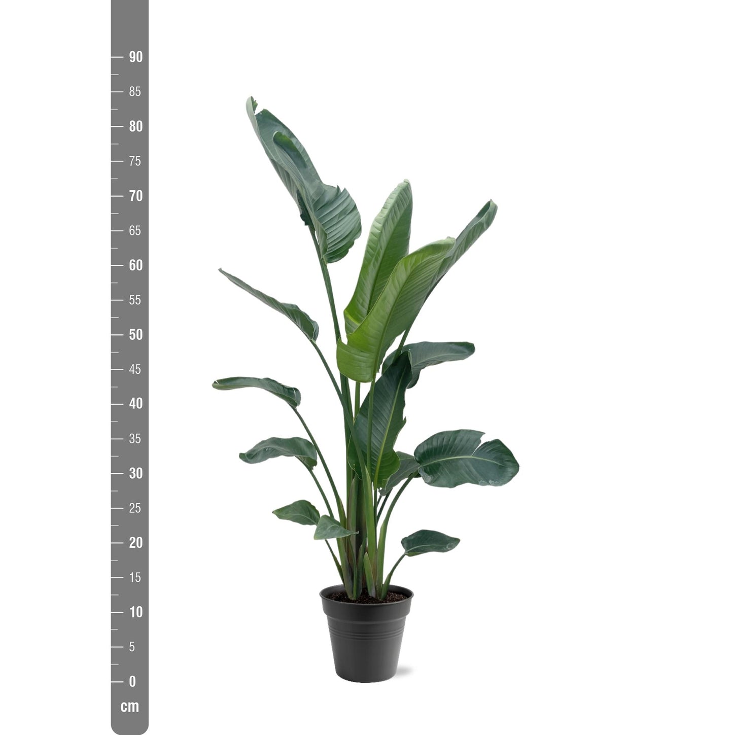 Strelitzia Nicolai XXL 190-210 cm ø27-30 – Weißer Paradiesvogel | Pflanzfix24.de - Pflanzfix24.de