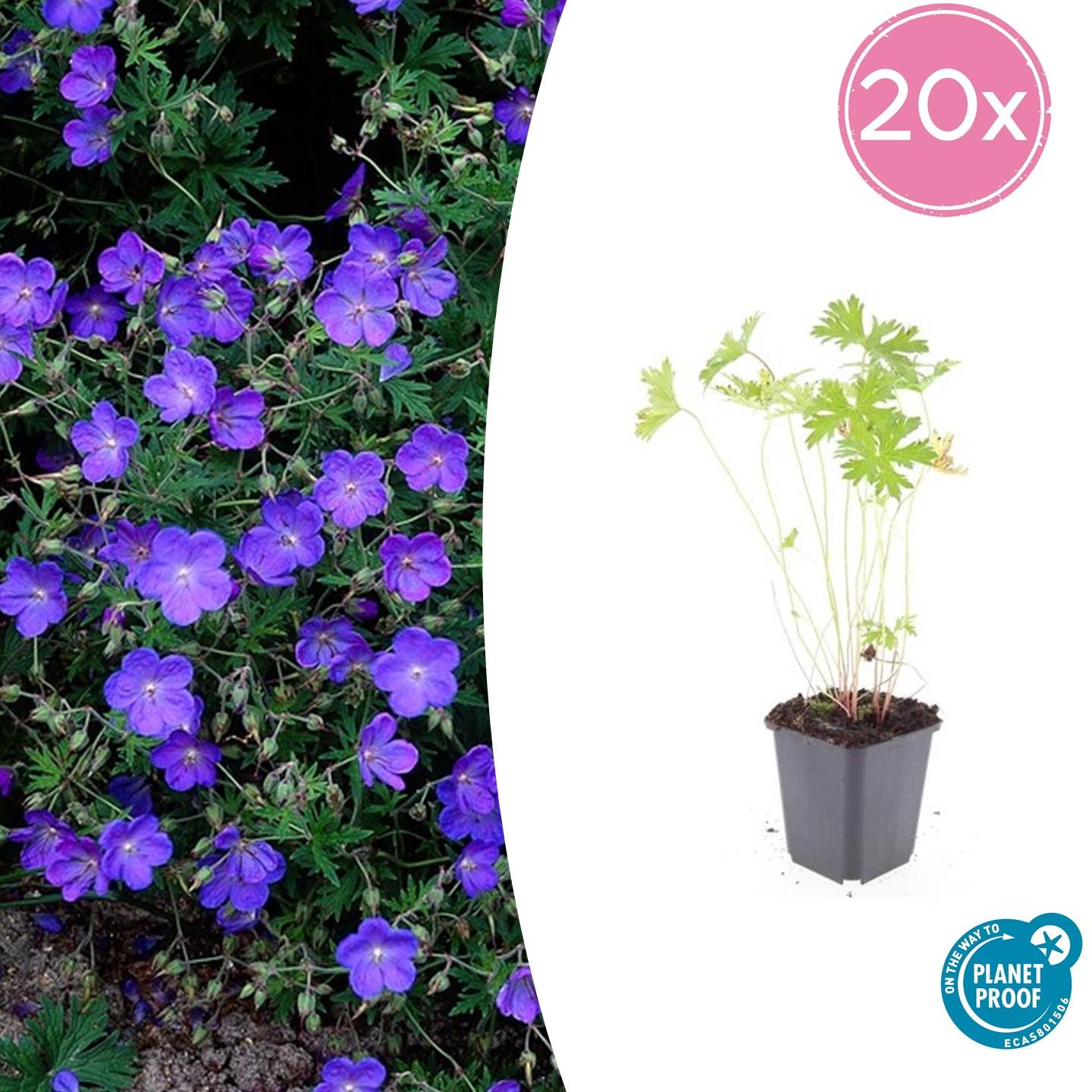 20x Geranium 'Johnson's Blue' - 10-25cm - Ø9cm - Pflanzfix24