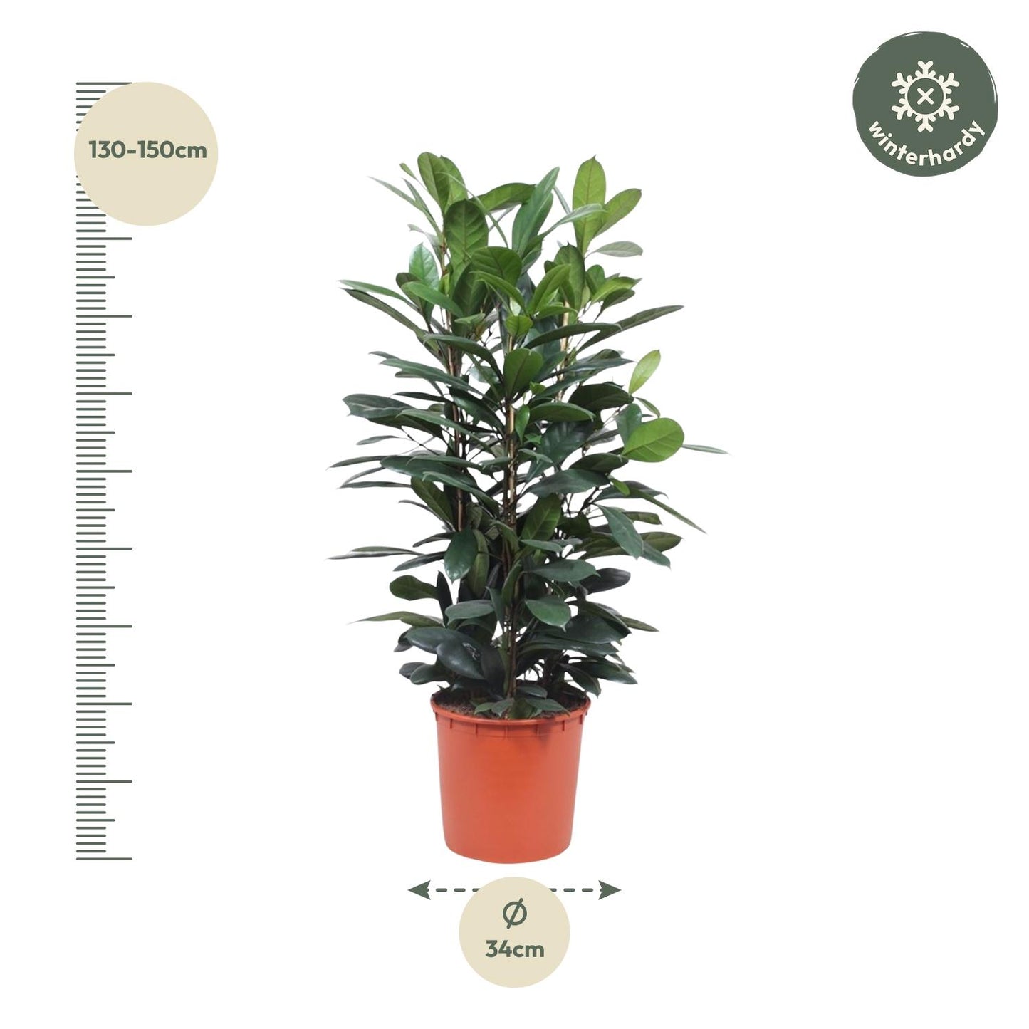 Ficus Cyathistipula struik - 140 cm - ø34 - Pflanzfix24