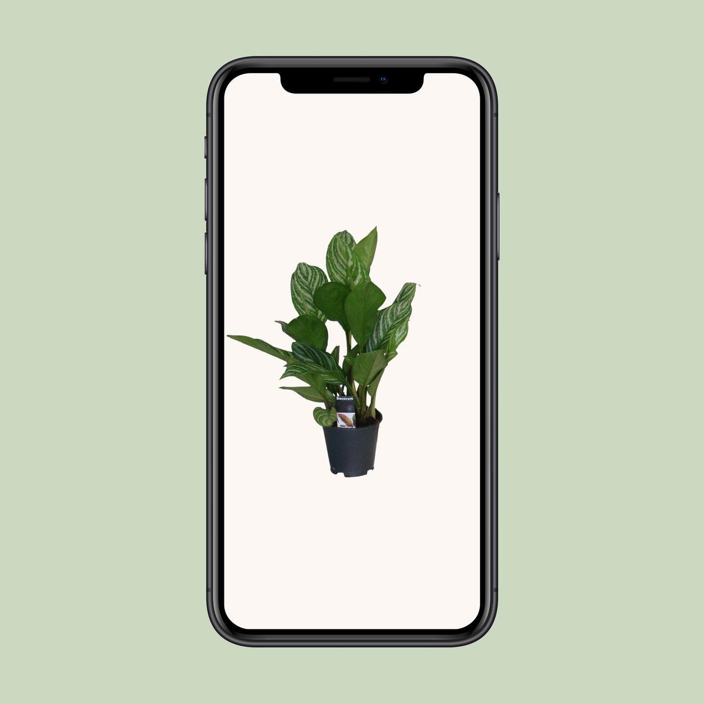Aglaonema Stripes - Ø17cm - ↕60cm - Pflanzfix24