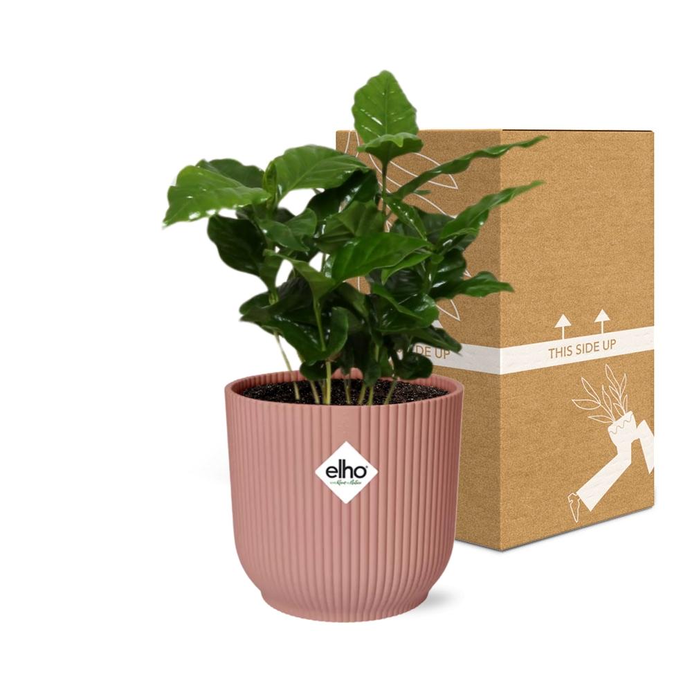 Arabica-Kaffee Pflanze in ELHO Vibes Fold 14cm - Pflanzfix24