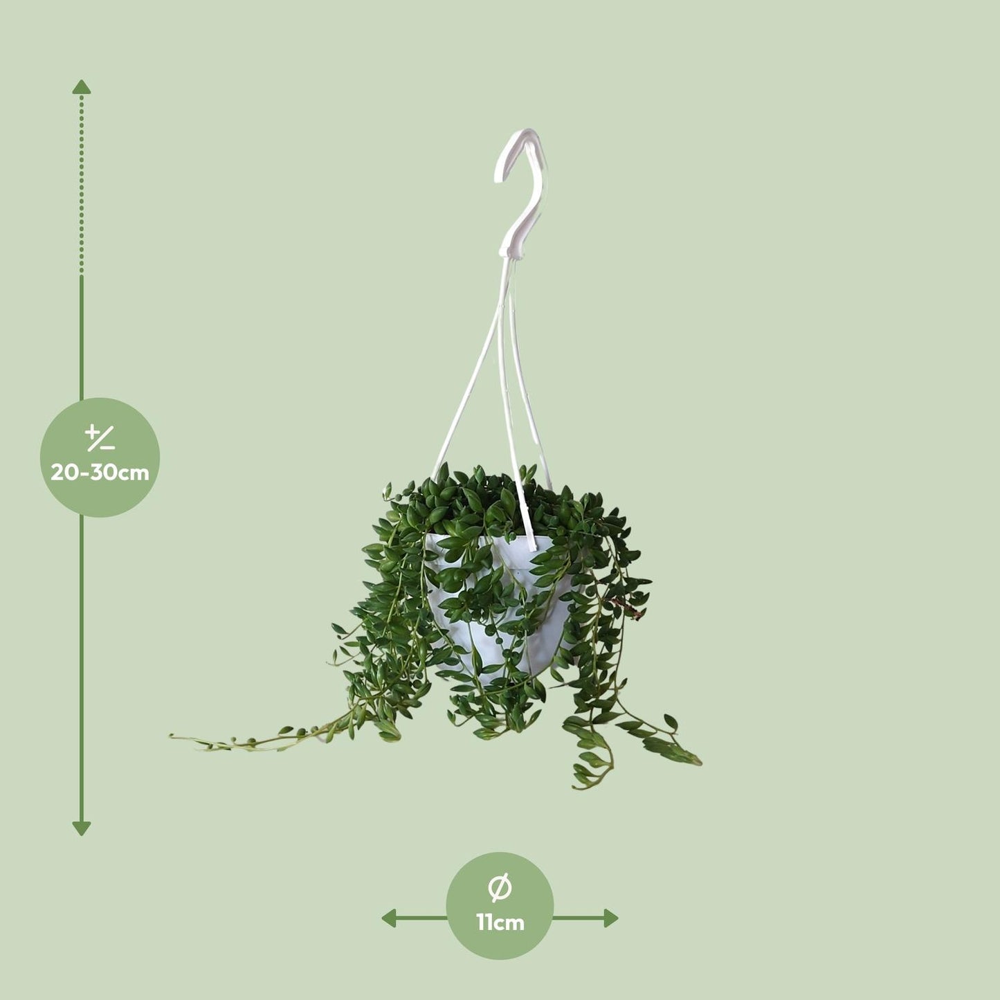 Senecio Herreianus - Ø11cm - ↕25cm bei Pflanzfix24