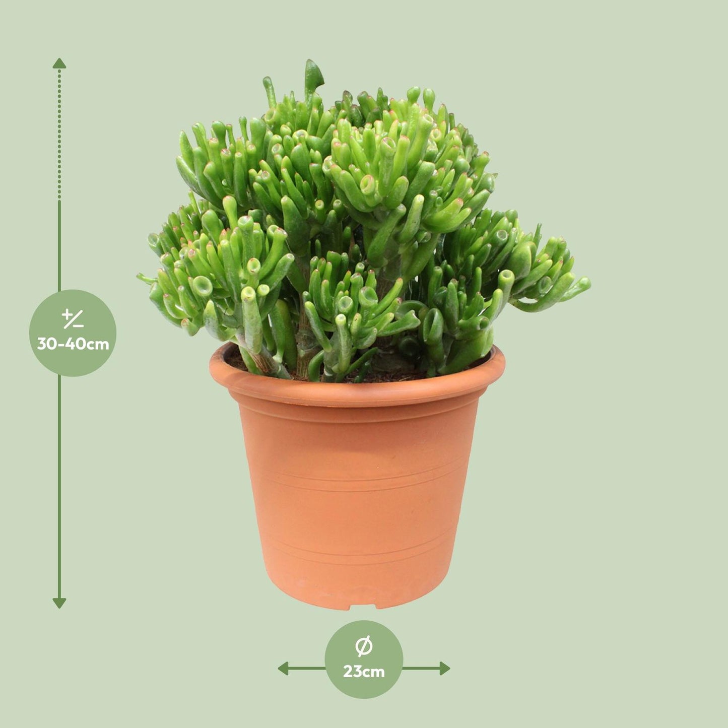 Crassula Hobbit - Ø23cm - ↕35cm - pflanzfix24