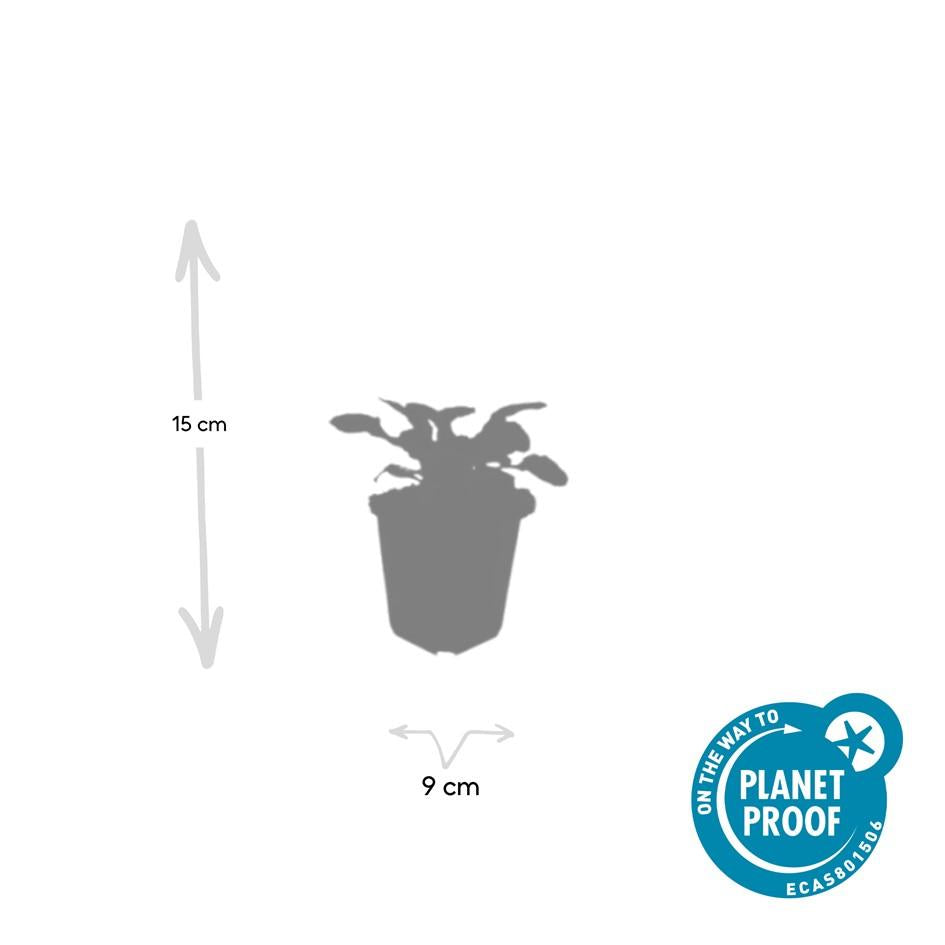 12x Ajuga reptans 'Catlin's Giant' - Pflanzfix24
