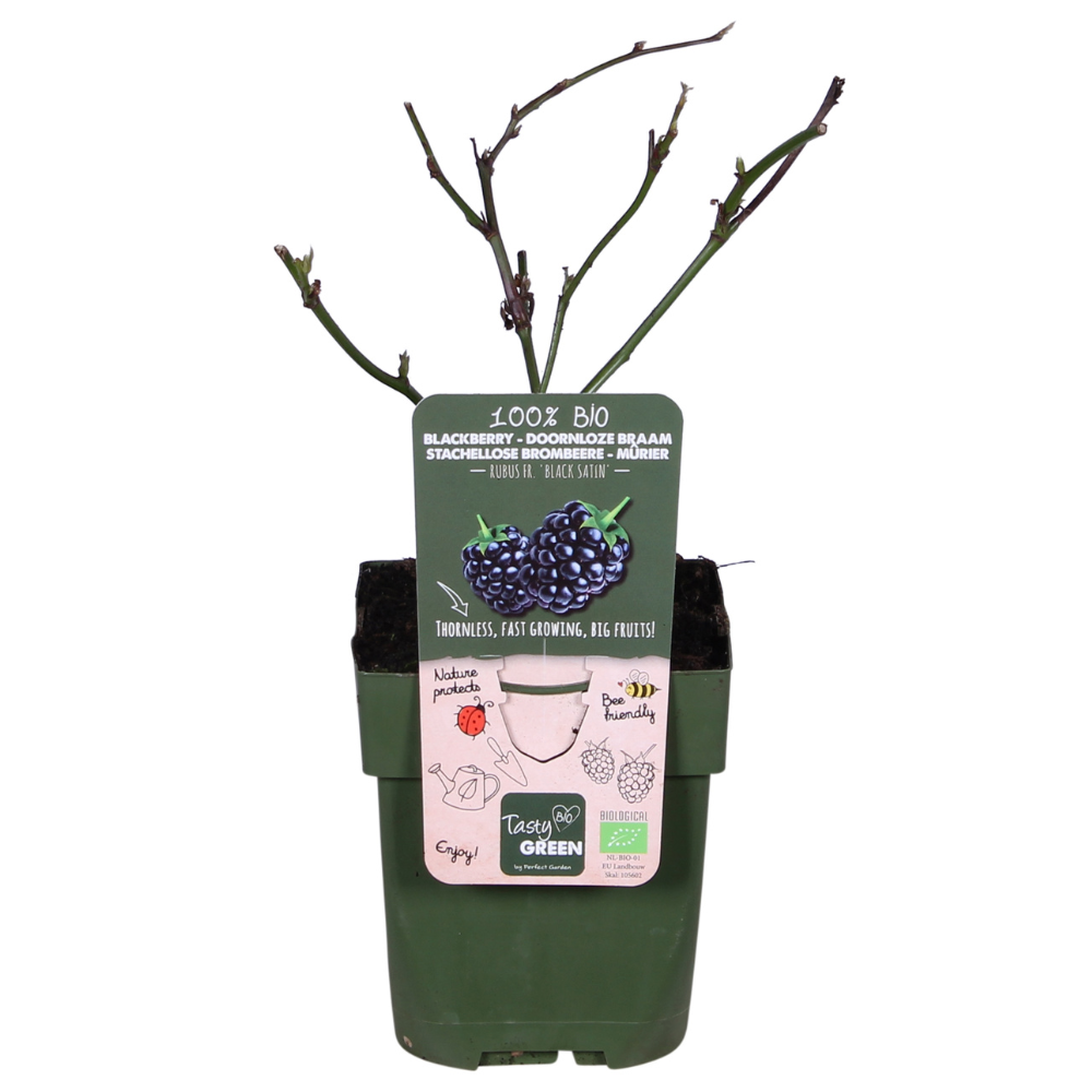 Rubus fruticosus Black Satin Ø13cm – dornenlose Brombeere | Pflanzfix24.de - Pflanzfix24.de