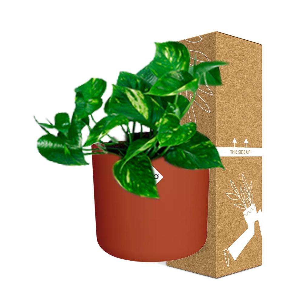 Epipremnum Pinnatum ‘Aureum’ in ELHO b.for soft rond 14cm brique - Pflanzfix24