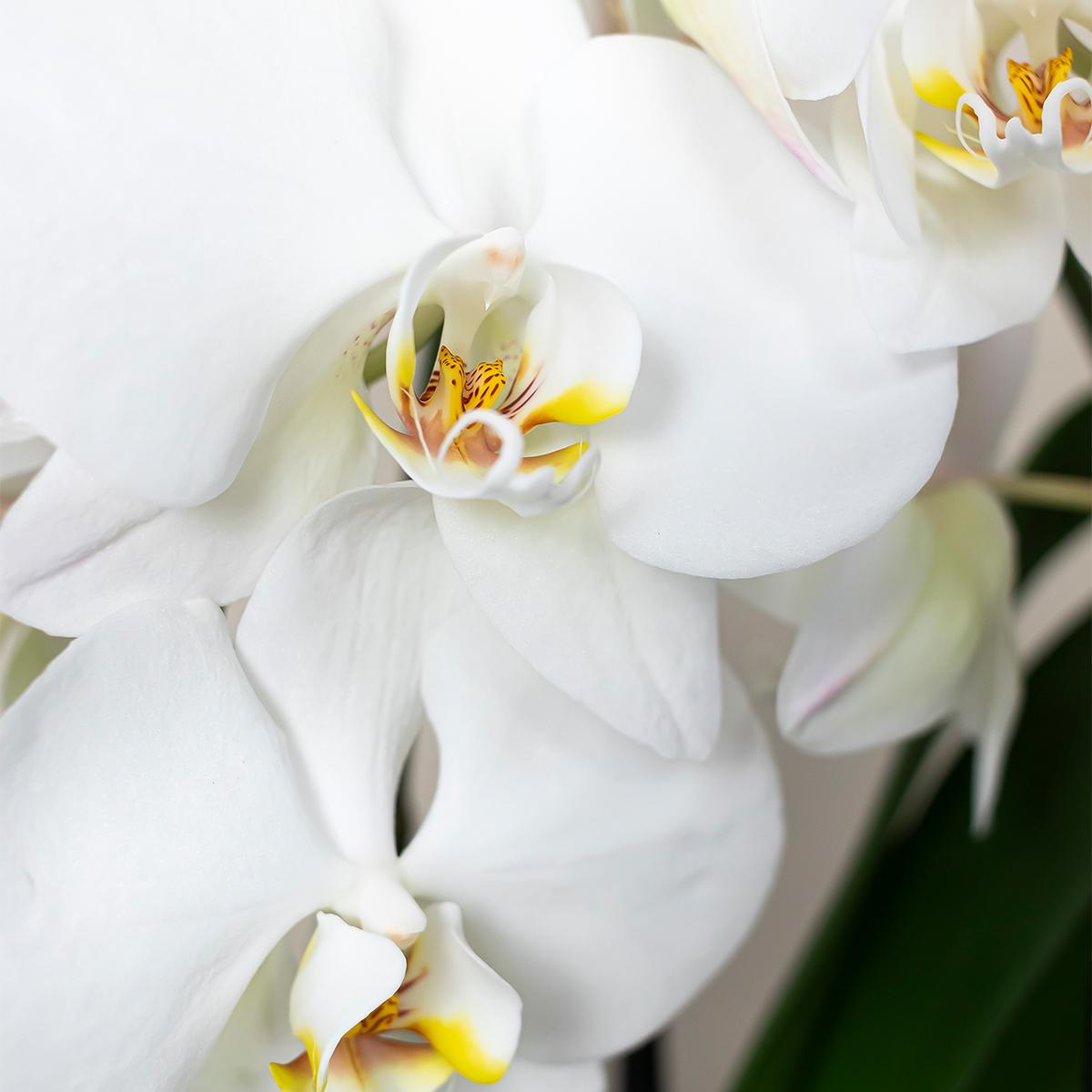 Phalaenopsis Orchidee Jewel Greenland | Topfgröße Ø9cm | frisch vom Züchter - Pflanzfix24