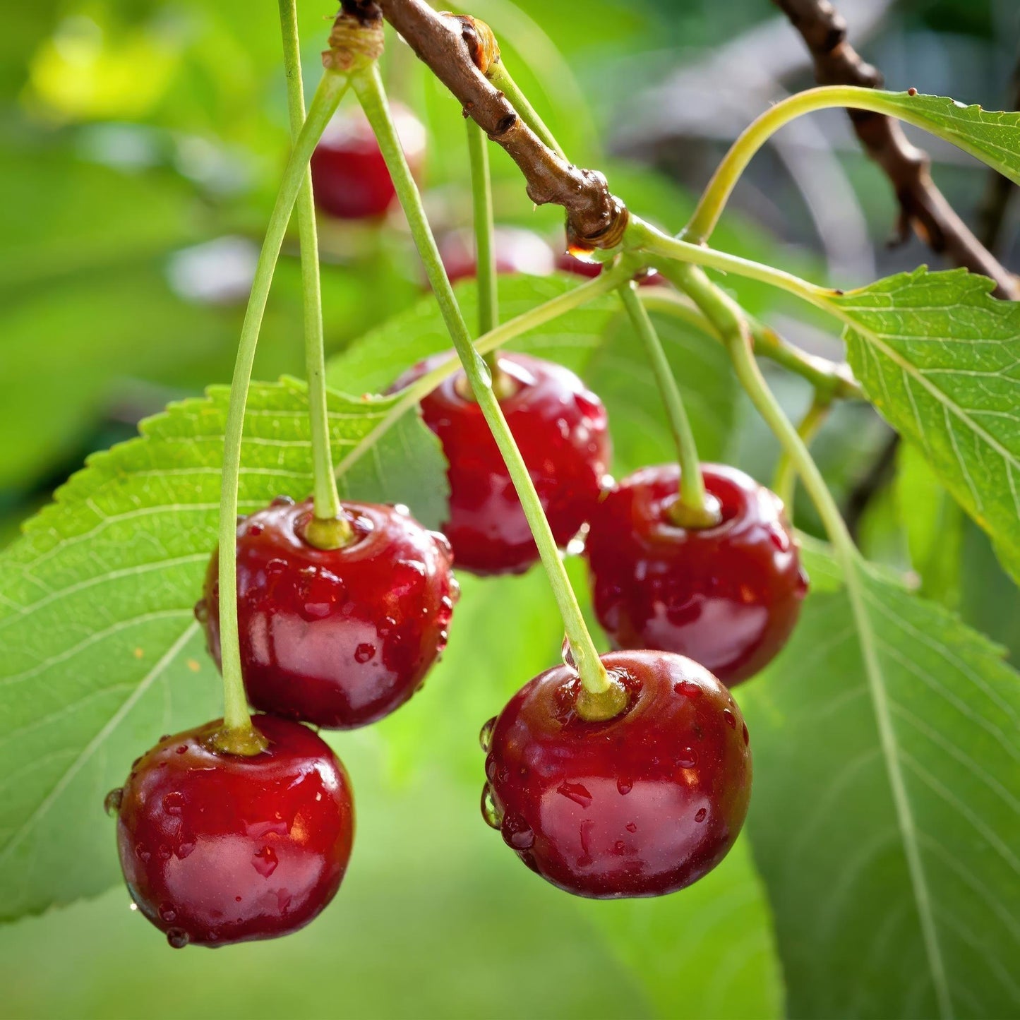 pflanzfix24 - Kirschenbaum - Prunus avium Regina - Rote Kirsche - Topf 21cm Höhe 90cm