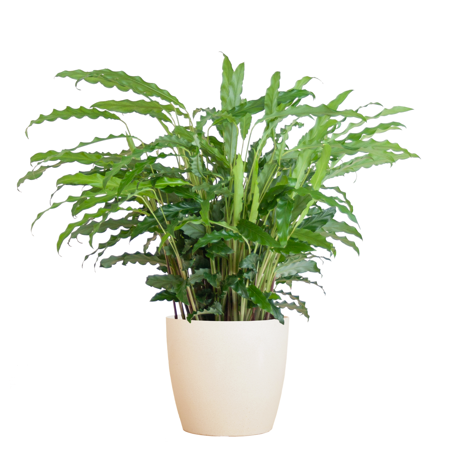 Calathea Rufibarba mit Viber weiß - 55cm - Ø17 - Pflanzfix24