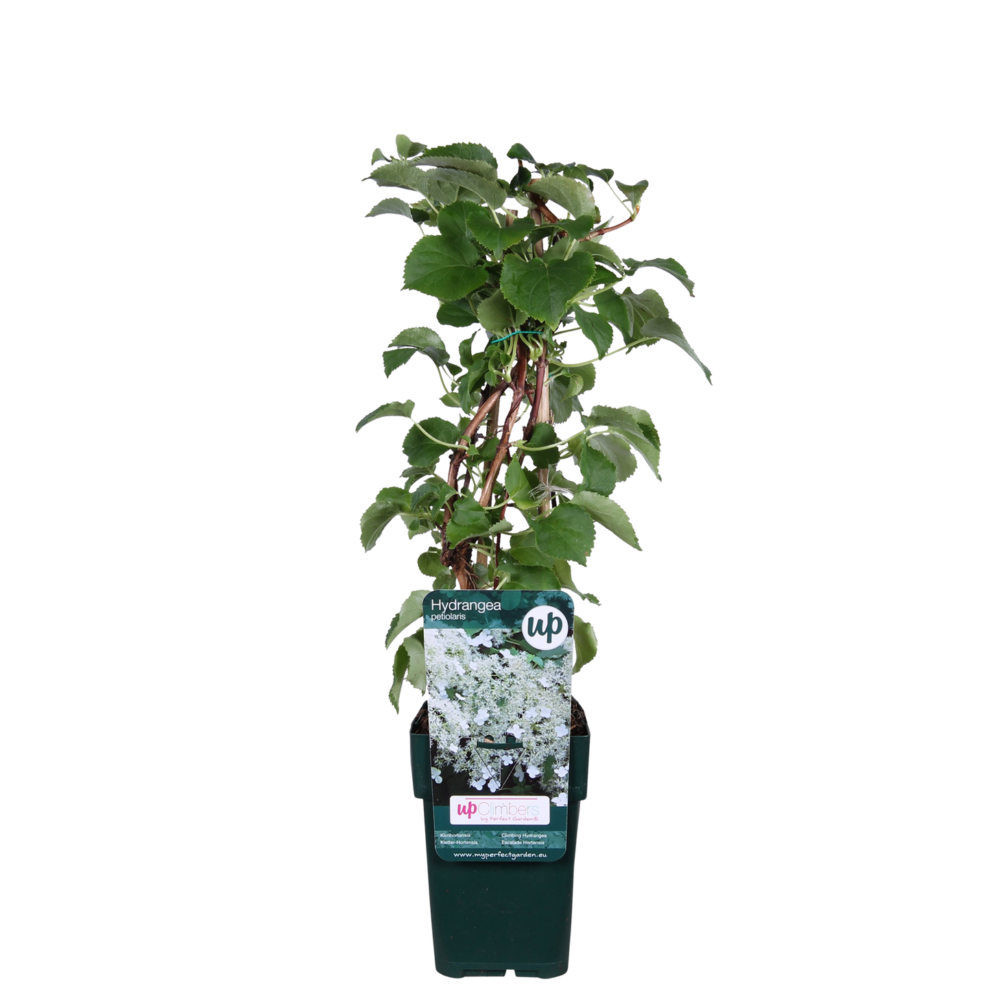 Hydrangea petiolaris - Kletternde Hortensie - Ø15cm - ↕65cm - Pflanzfix24