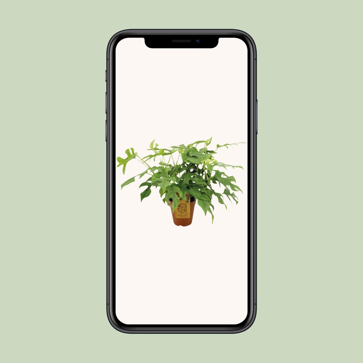 Monstera Minima Ø15cm – pflegeleichte Zimmerpflanze | Pflanzfix24.de - Pflanzfix24.de