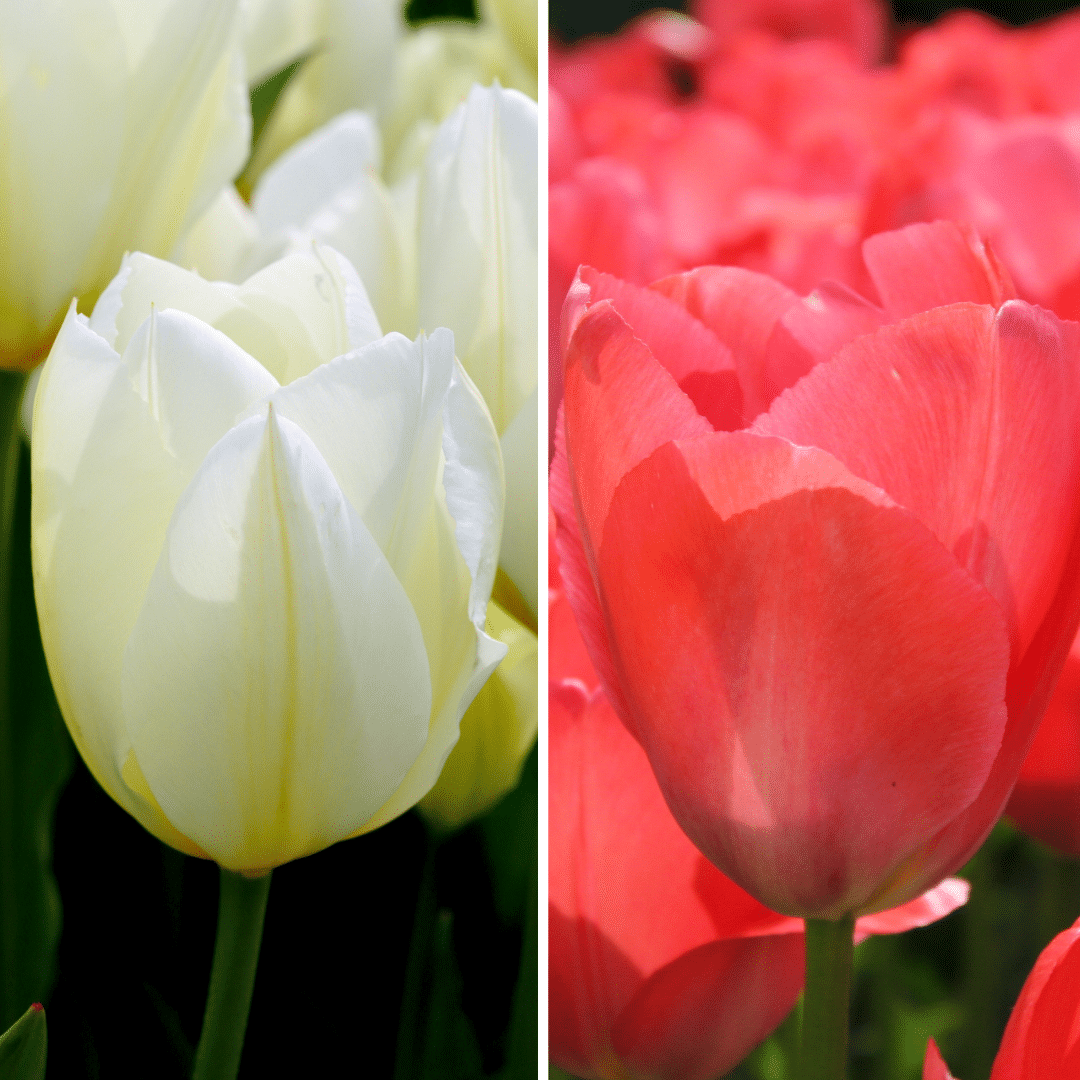 Blumenzwiebeln Amsterdam - Elly's Choice - 30 Tulpenzwiebeln - Größe 12+ - Pflanzfix24