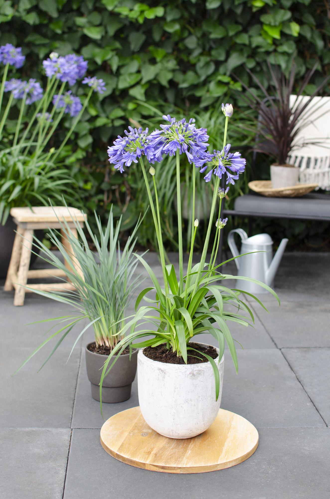 Agapanthus 'Ever Sapphire' - Pflanzfix24.de - Pflanzfix24.de