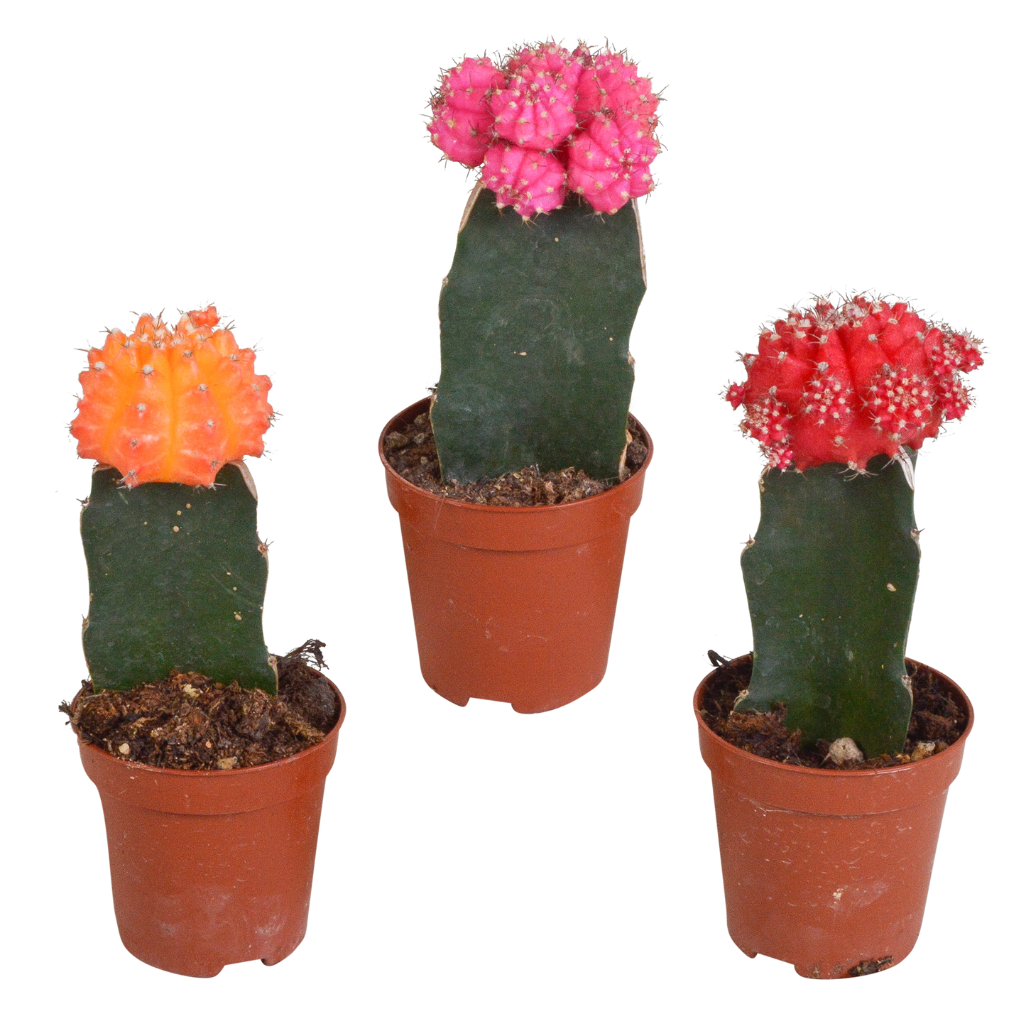 Euphorbia meloformis variegata - Gymnocalycium mix - 5,5cm - 3x - Pflanzfix24.de - Pflanzfix24.de