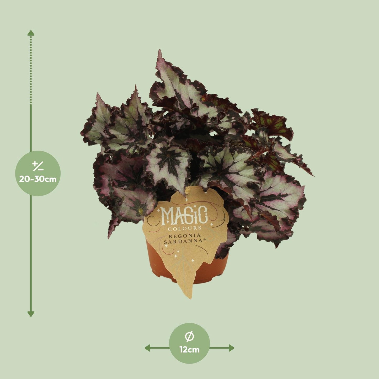 Begonia Rex Silver Limbo - Ø12cm - ↕25cm - Pflanzfix24