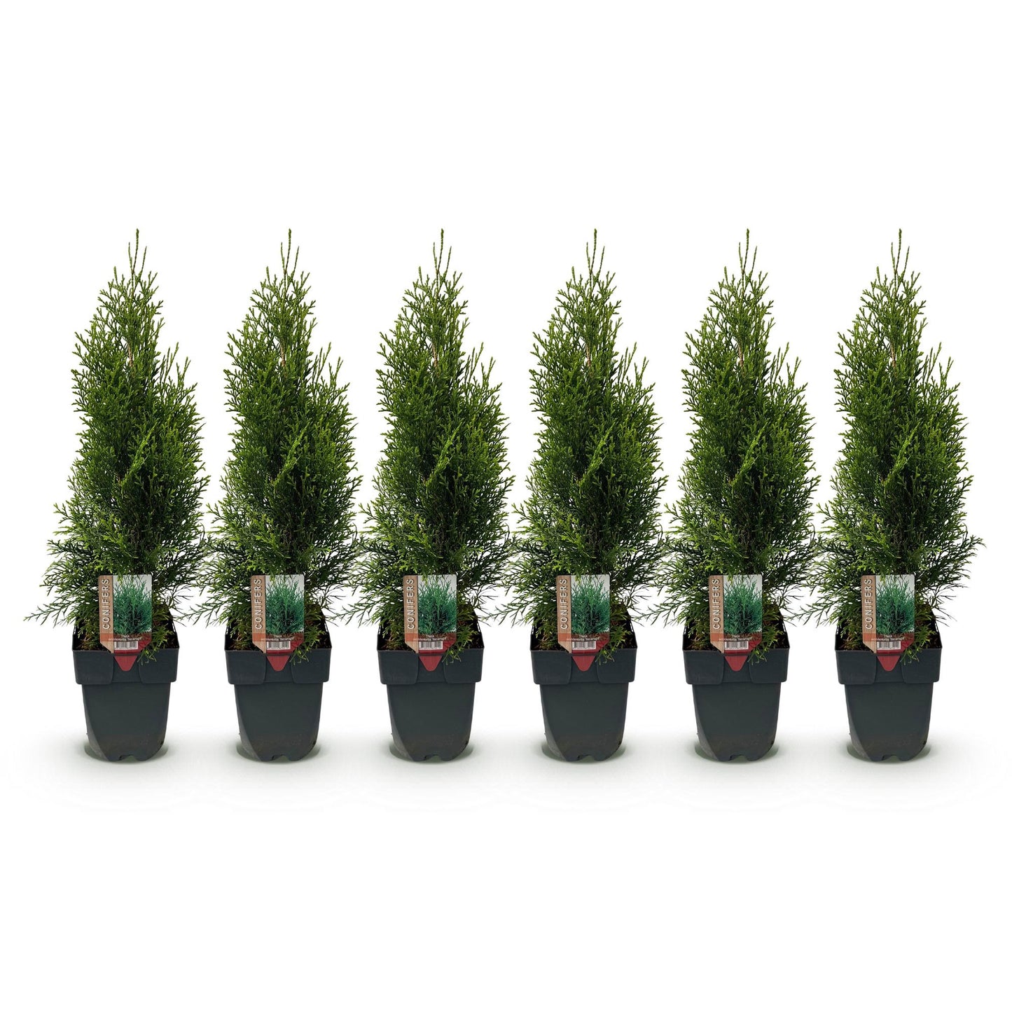Thuja occidentalis Smaragd Heckenpflanzen - 6 Pflanzen - 1m - Pflanzfix24.de - Pflanzfix24.de