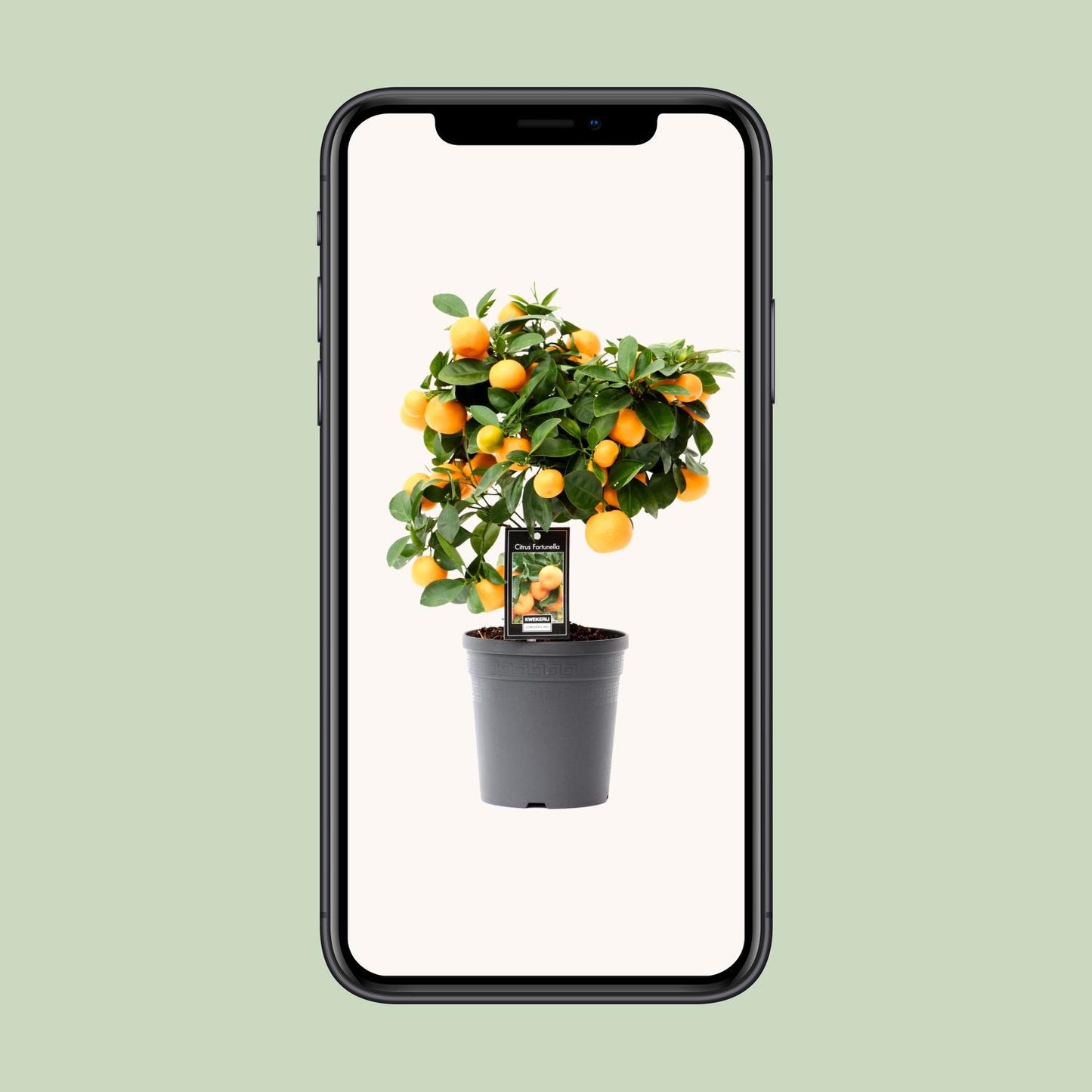 Citrus Calamondin - Ø15cm - ↕40cm - Pflanzfix24.de - Pflanzfix24.de