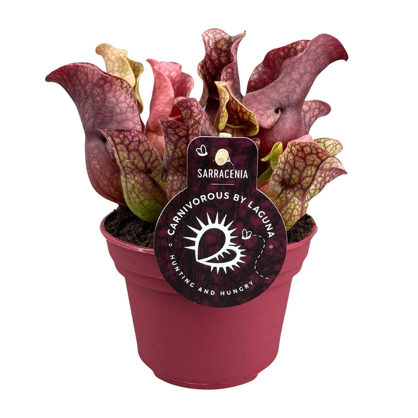 Sarracenia – Fleischfressende Pflanze Ø12cm – Pflanzfix24.de - Pflanzfix24.de