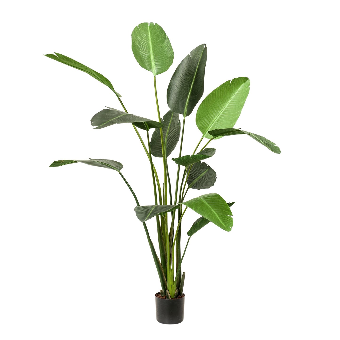 Kunstpflanze Strelitzia Nicolai 230 cm – Paradiesvogelblume | Pflanzfix24.de - Pflanzfix24.de