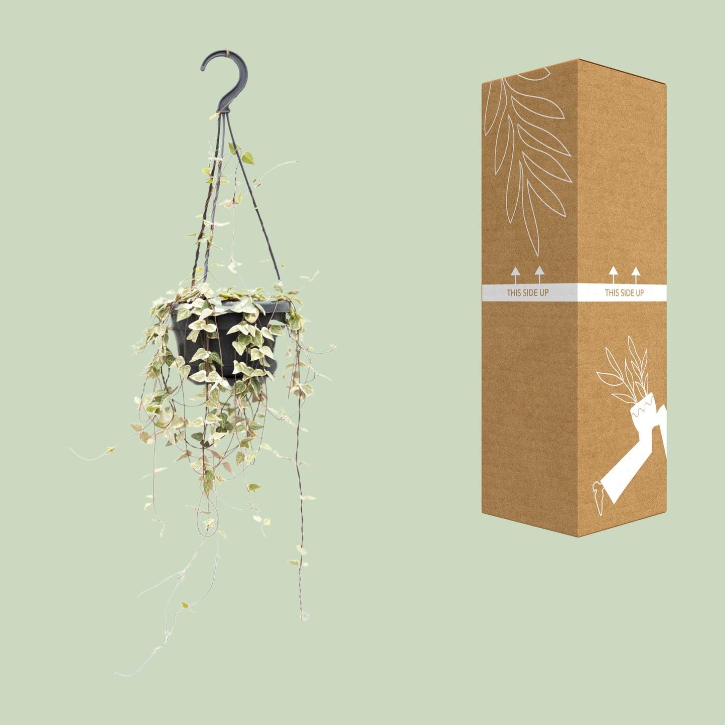Ceropegia Woodii ssp.woodii - Ø14cm - ↕50cm - Pflanzfix24.de - Pflanzfix24.de