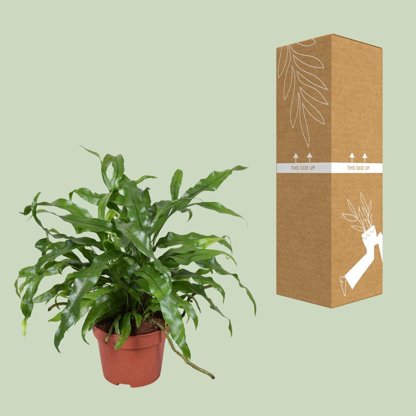 Microsorum Diversifolium - Känguru-Farn - Ø12cm - Pflanzfix24
