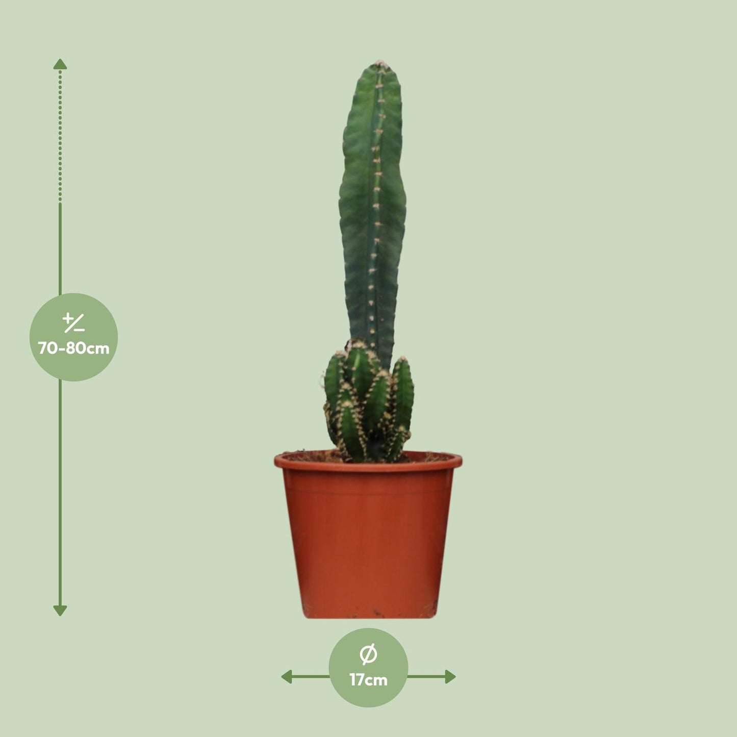 Cereus Peruvianus Florida - Ø17cm - ↕75cm - Pflanzfix24