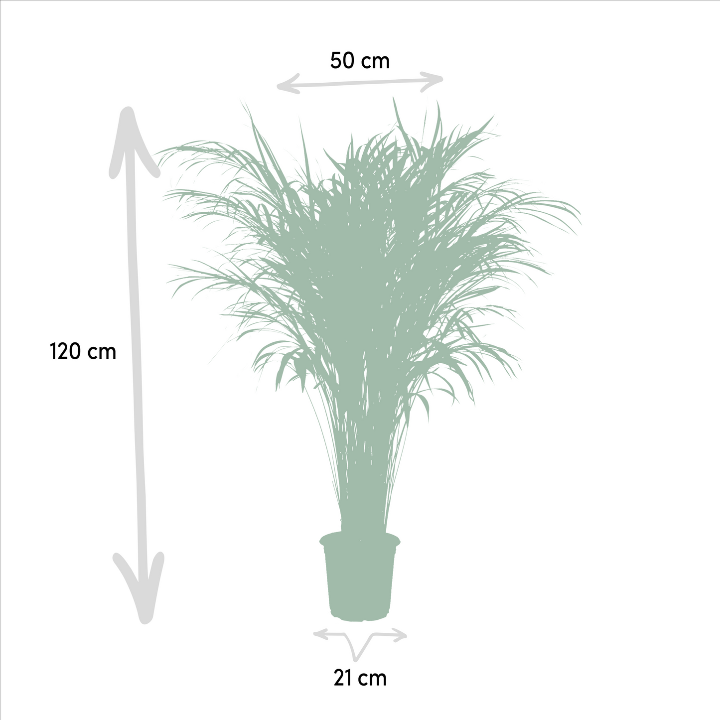 Areca-Palme - Ø21cm - ↕110cm | Pflanzfix24.de - Pflanzfix24.de