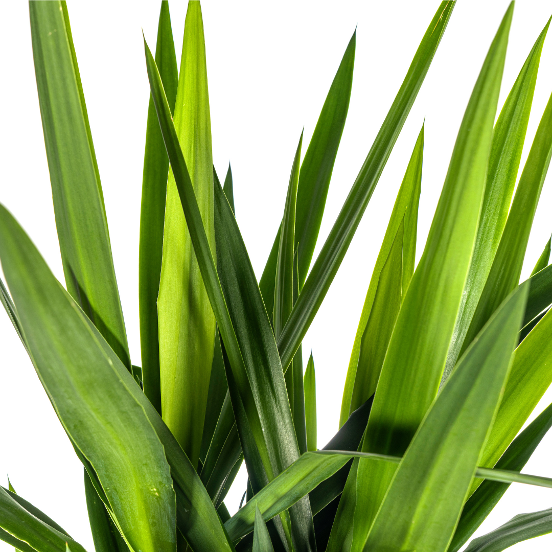 Yucca Elephantipes Ø27cm | Zimmerpflanze 150-170cm – Pflanzfix24.de - Pflanzfix24.de