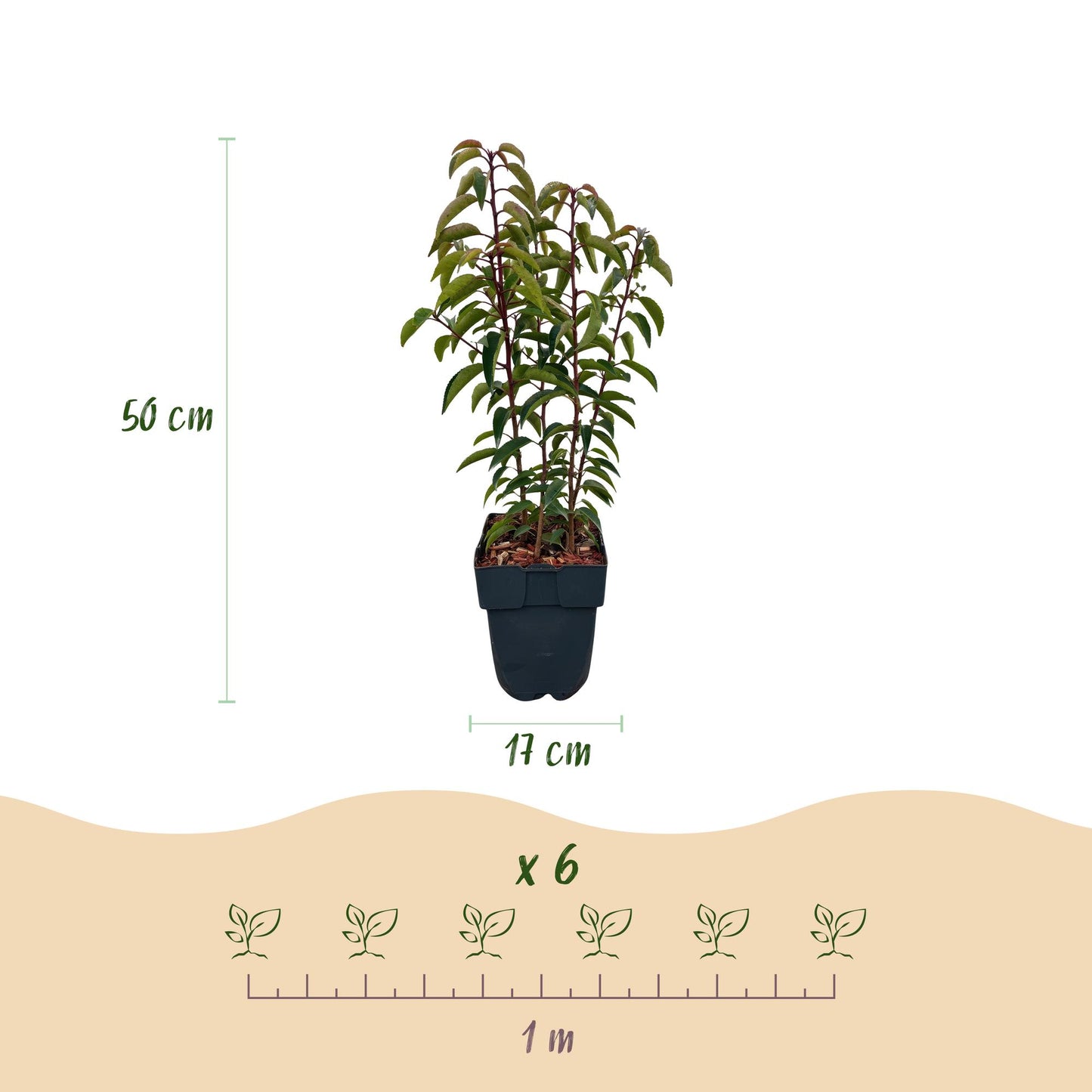 Pflanzfix24.de - Prunus lusitanica Angustifolia - 6 Pflanzen - 1m - immergrün - Pflanzfix24.de