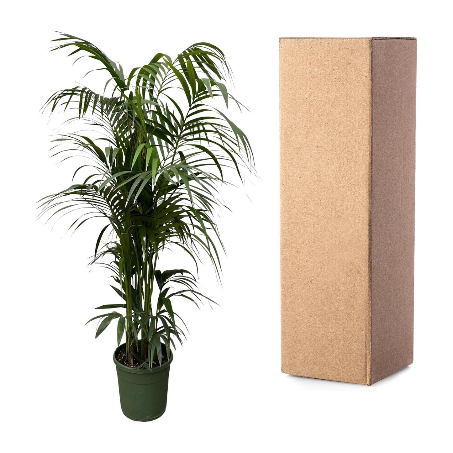 Kentia-Palme 220cm Ø38 – große Zimmerpflanze | Pflanzfix24.de - Pflanzfix24.de