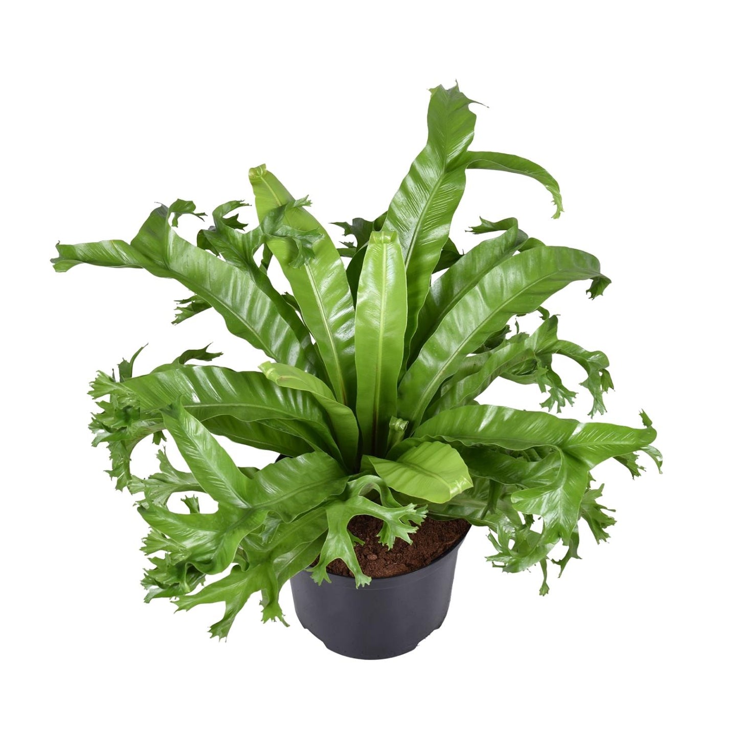 Asplenium nidus Crissie Ø23cm Zimmerpflanze | Pflanzfix24