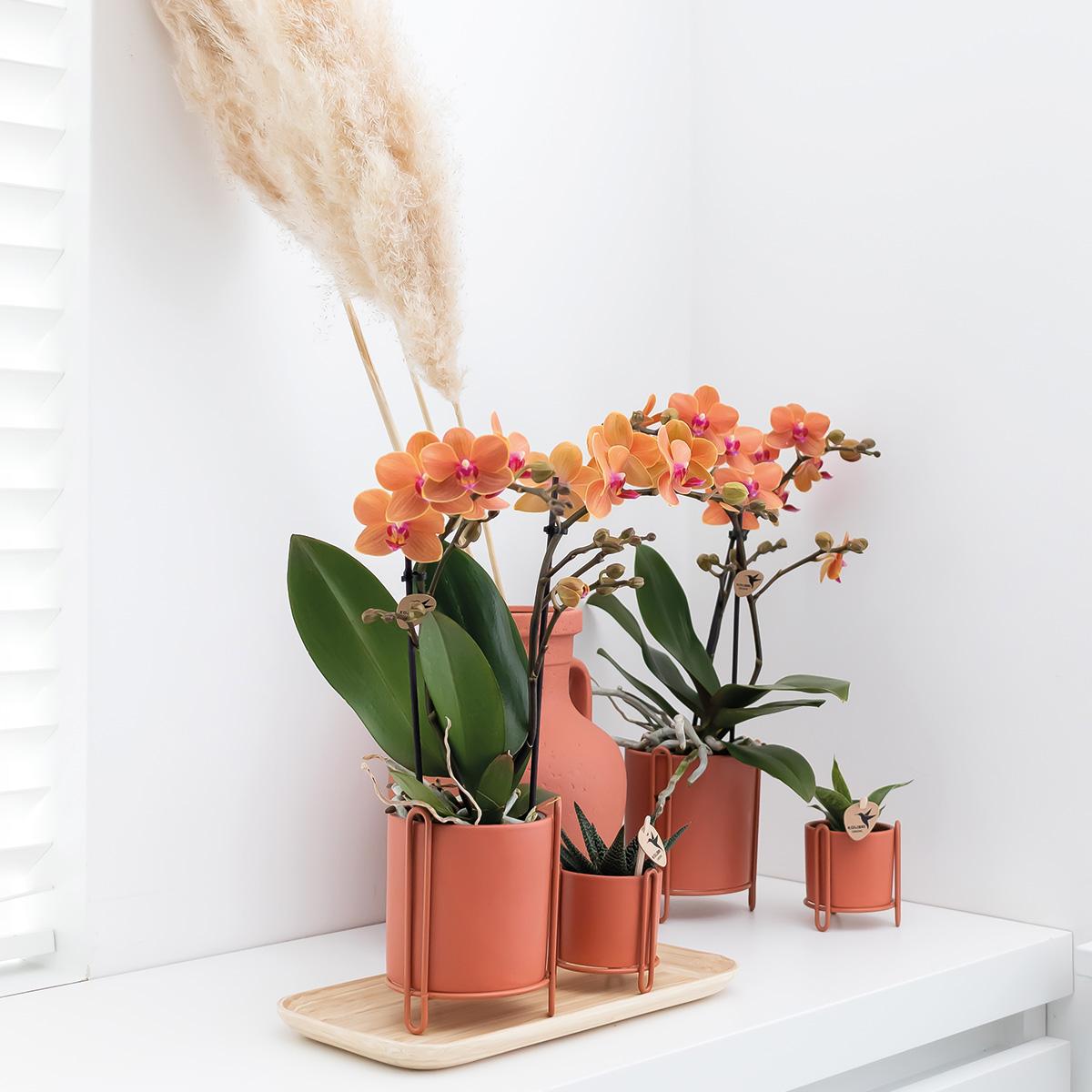 Orange Phalaenopsis „Mineral Bolzano“ Ø9cm – Leuchtende Orchidee | Pflanzfix24.de - Pflanzfix24.de