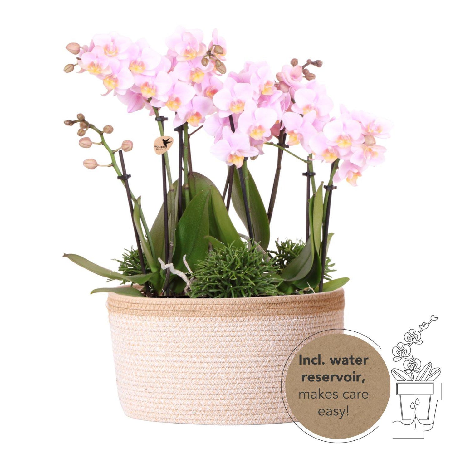 Rosa Orchideen-Set im Baumwollkorb mit Wassertank – 3x Orchidee & 3x Grünpflanzen | Pflanzfix24.de - Pflanzfix24.de