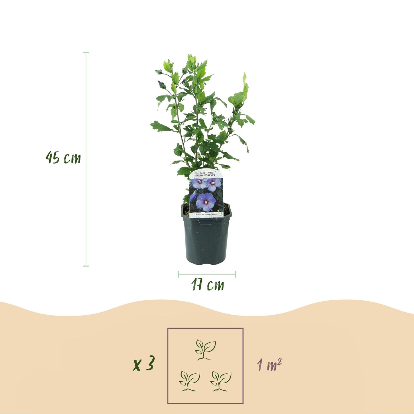 Pflanzfix24.de - Hibiscus syriacus Oiseau Blue - 1 Pflanze - Blüte Blau - Topf 17cm - Pflanzfix24.de