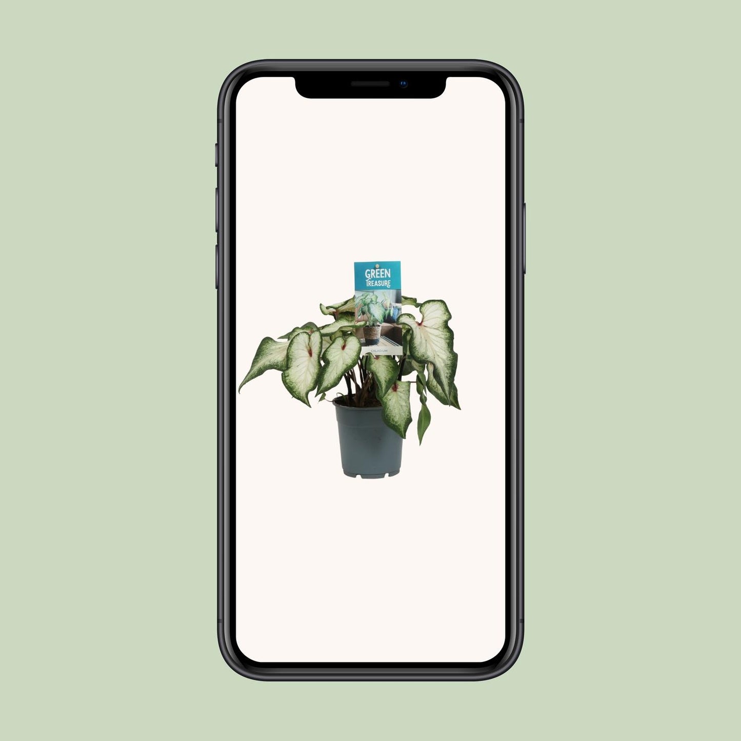 Caladium White Wonder - Ø12cm - ↕25cm von Pflanzfix24